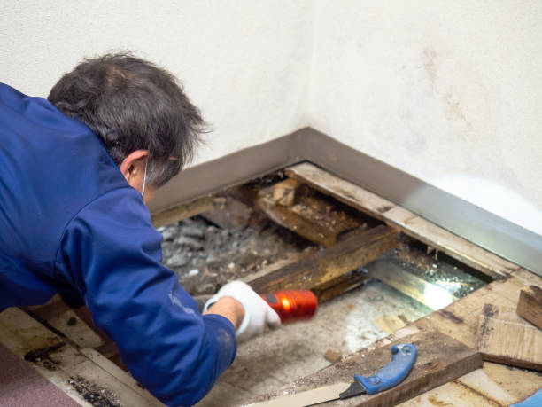 Best Residential Mold Removal  in Shafer, MN