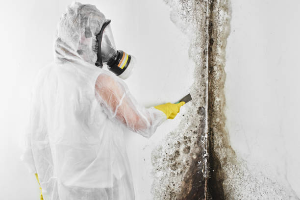 Best Mold Testing  in Shafer, MN