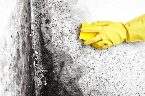 Best Emergency Mold Removal  in Shafer, MN