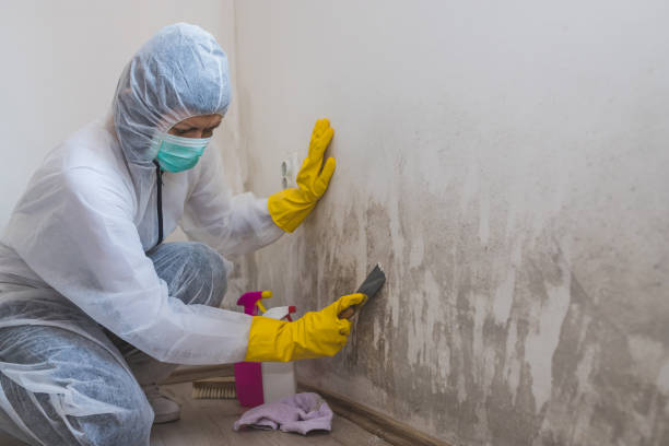 Reliable Shafer, MN Mold Removal Solutions