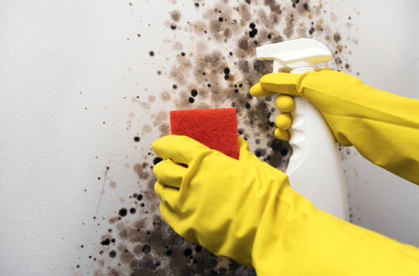 Water Damage Restoration in Shafer, MN