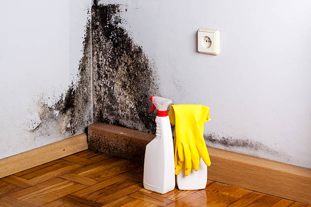 Best Home Mold Removal  in Shafer, MN
