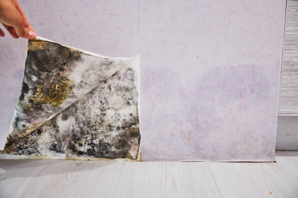 Home Mold Removal in Shafer, MN